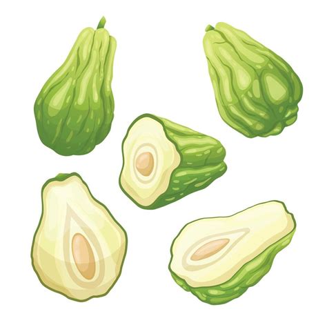 Chayote Fresh Food Set Cartoon Vector Illustration Vector Art At Vecteezy