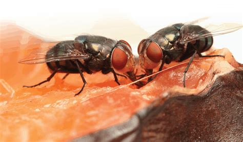 Why Is Pest Control Significant For Flies Nature And Wellbeing