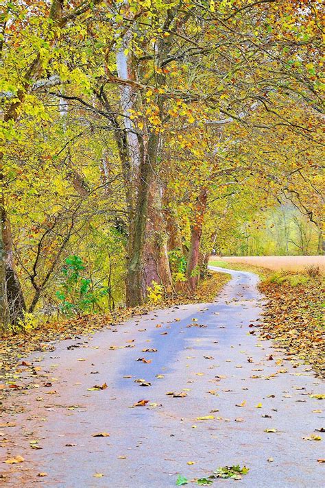 Kentucky Backroads Trees Tree Lined Roads Country Fall Etsy