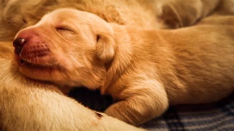 Adorable Newborn Golden Retriever Puppies Youtube