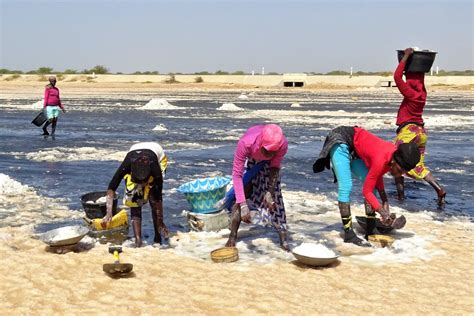 Zdjęcia Langue De Barbarie Południowo Zachodni Słone życie Senegal