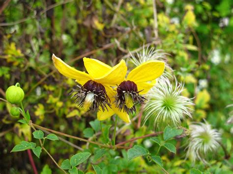 We did not find results for: Clematis Golden Tiara® uspp#10952 - Pride of Place Plants