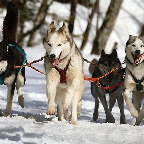 Siberian Husky Working Group Pet Dogs Dog Training Dog Sledding