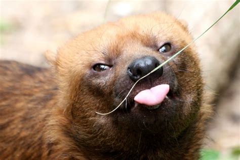 13 Awesome Wild Dog Species You Wish You Could Adopt