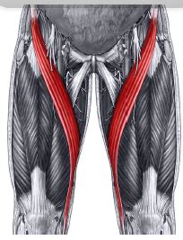 The front muscles of the torso with full labeling. What are the longest muscles of the body? - Quora
