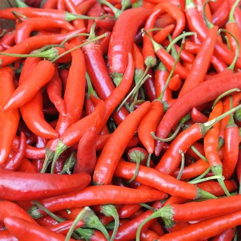 Hot Pepper, Adaptive Early Thai (Organic) - Adaptive Seeds