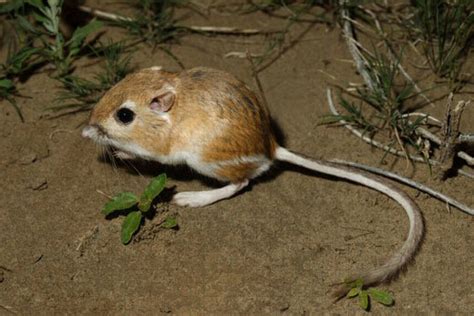 Desert Kangaroo Rat Utah Mammals · Inaturalist