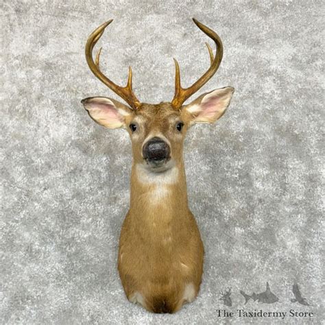 Whitetail Deer Shoulder Mount For Sale 29043 The Taxidermy Store