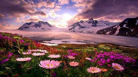 Colorful Flowers In White Covered Mountains Background Hd Spring