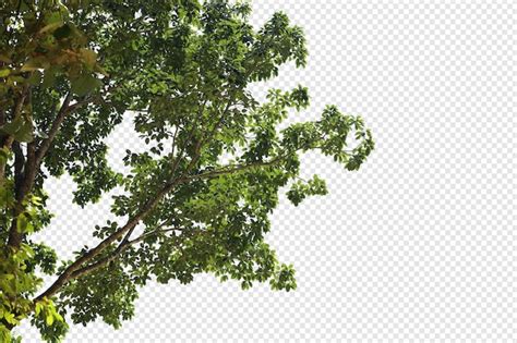 Premium Psd Tropical Tree Leaves And Branch Foreground Isolated