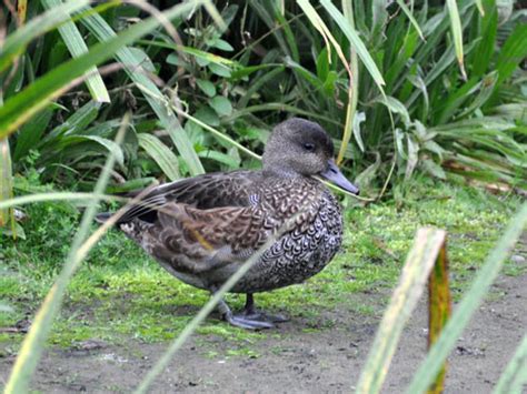 Mareca Falcata Falcated Duck In Wwt London Wetland Centre