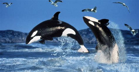 Orcas Jumping Deception Pass Park Foundation