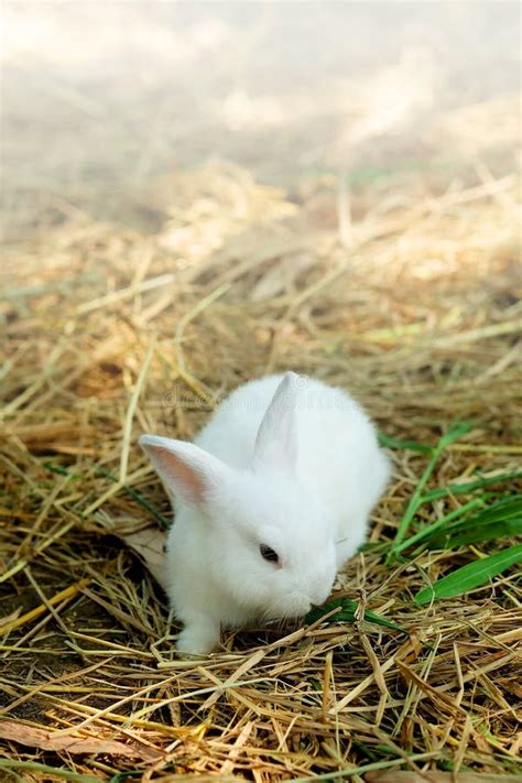 Innocent Little White Rabbit In Straw Stock Image Image Of Little