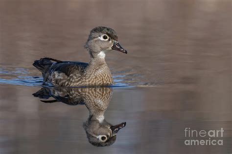 Wood Duck Hen With Reflection Photograph By Russell Myrman