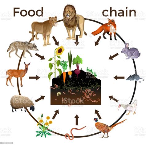 A food chain shows you how one organism eats another and transfers its energy. Food Chain Animals Stock Illustration - Download Image Now ...