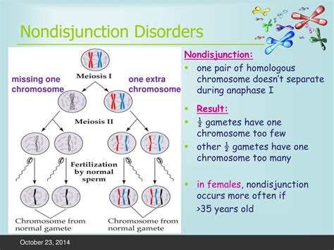 Ppt Chromosomal Mutations And Nondisjunctions Powerpoint Presentation