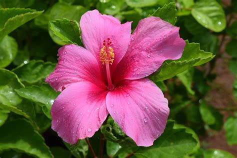 Botanical Description Of Hibiscus Rosa Sinensis Economic Importance