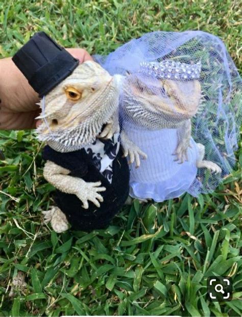 Some owners decide to bathe their dragon every day. Oh. My. CUTE!!! in 2020 | Bearded dragon cute, Baby ...