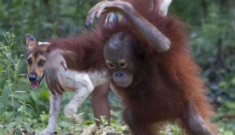 Baby Orangutan Was Raised To Think Shes A Dog The Dodo