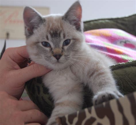 Siamese Lynx Mix Google Search Baby Cats Pretty Cats Cute Cats