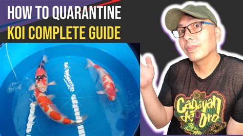 How To Quarantine Koi Complete Guide Youtube