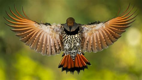 Wallpaper Tail Wings Wildlife Beak Wing Fauna Spots Perching