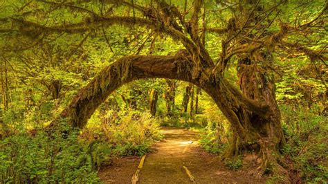 The Hoh Rainforest In Olympic National Park Washington State