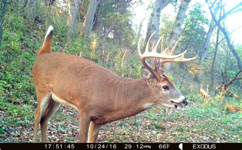 5 Tips For Increasing Daytime Trail Cam Pics Whitetail Habitat Solutions
