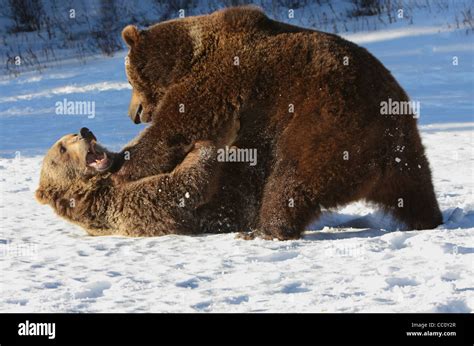 Two Grizzly Bears Play Fighting Stock Photo Alamy