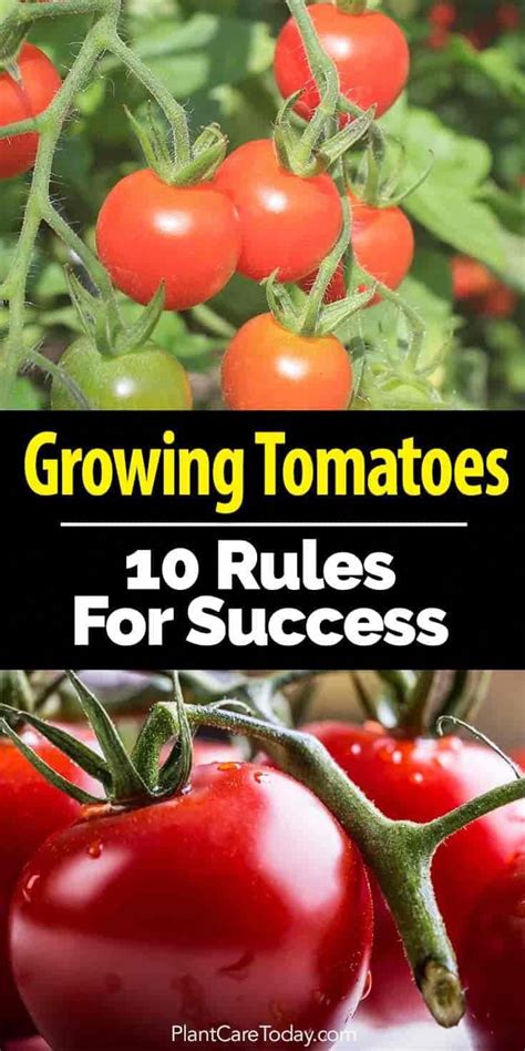 When Planting Tomato Plants Do You Follow Any Rules Here Are 10