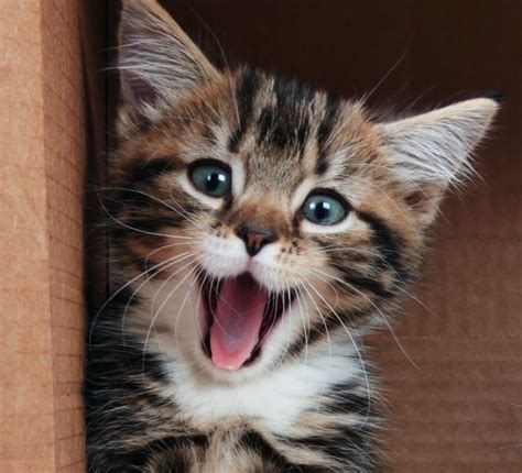 Adorable Smiling Cats Will Improve Your Day Cat Fancast