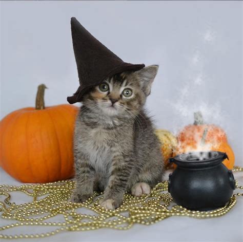 180 results for halloween cat costume female. Halloween Costumes and Your Cats - Cat Adoption Team