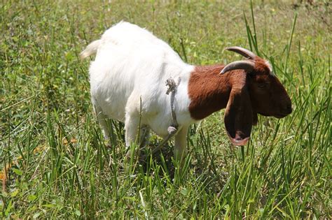 All You Need To Know About Boer Goats The Happy Chicken Coop
