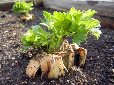 Re Growing Celery From Cuttings