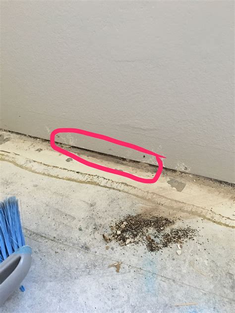 Found This Debrispelletsdroppings Coming Out From Under Drywall After