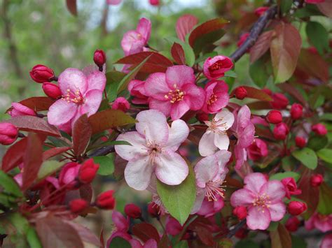 Flowering Crabapple Trees Knechts Nurseries And Landscaping