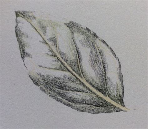 Shiny Leaf Step By Step Color Pencil Illustration Color Pencil