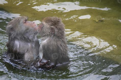 Dos Monos Grises Besándose En Agua Clara 4702650 Foto De Stock En Vecteezy