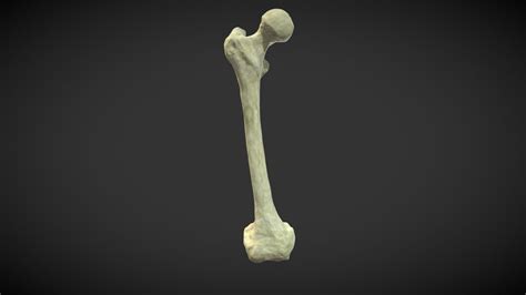 Human Femur Bone Download Free 3d Model By Tom Ographyx