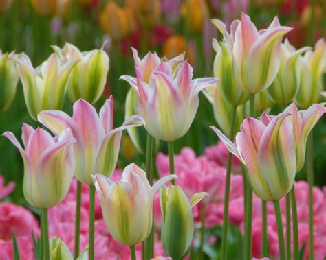 Tulip Florosa Bulbs — Buy Online At Farmer Gracy Uk