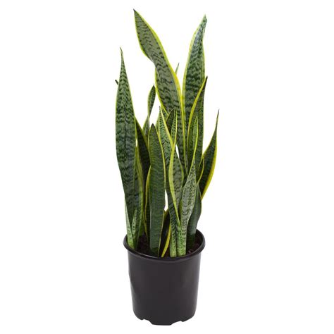 Snake plant care is very easy, and in fact, they tolerate a wide variety of abuse and conditions! 5 Houseplants to Buy and Where to Order Them Online ...