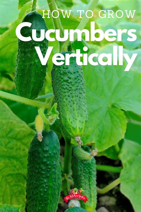 How To Grow Cucumbers Vertically The Kitchen Garten