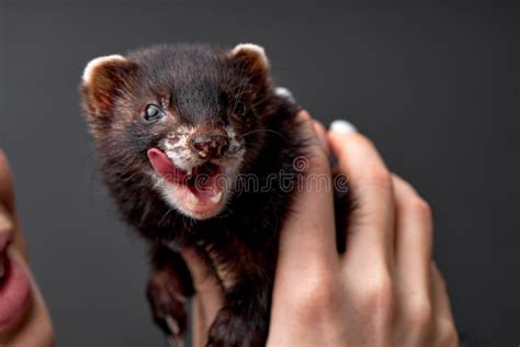 Cropped Woman Hugging Holding Pet Ferret In Hand Woman And Pet Concept