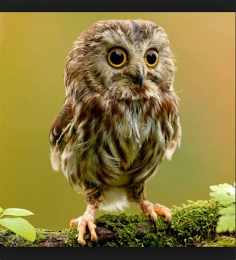 Owl With Big Eyes So Cute The Owl Pinterest
