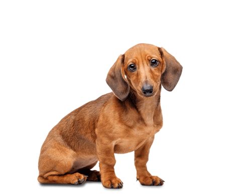 Dachshund Png Png Image Transparente Png Arts