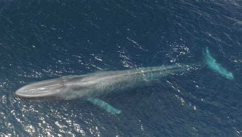 Unprecedented Blue Whale Sighted In Red Sea Watani