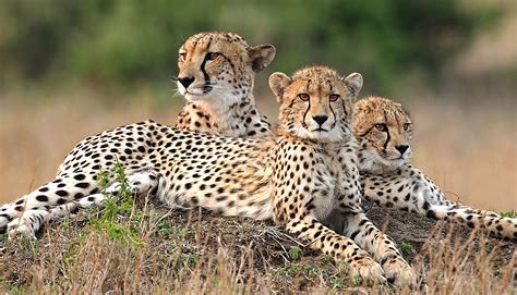 Serengeti Safari Experience | Safari Ventures