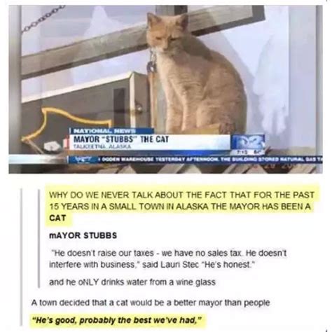 Meet Mayor Stubbs The Cat Ranimalsbeingbros