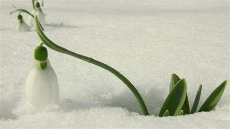 Wallpaper Snowdrop Leaves Snow Hd Widescreen High Definition