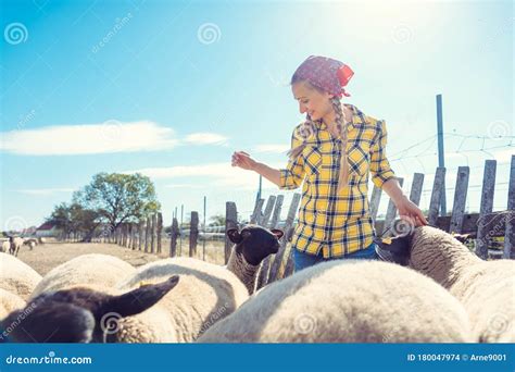 Farmer Feeding Her Sheep On The Farm Stock Photo Image Of Countryside